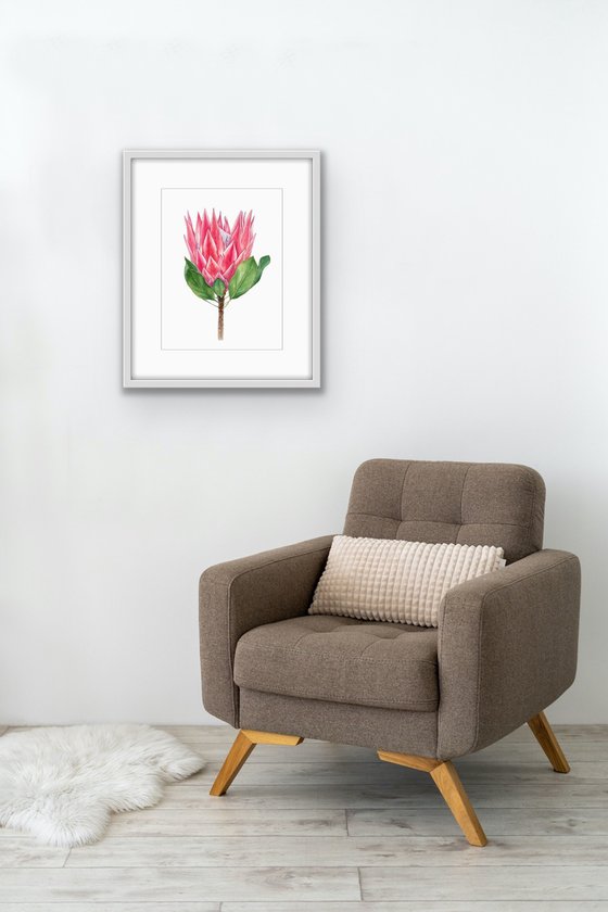 Protea. Original watercolour illustration