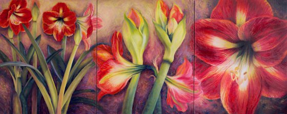 Amaryllis Triptych