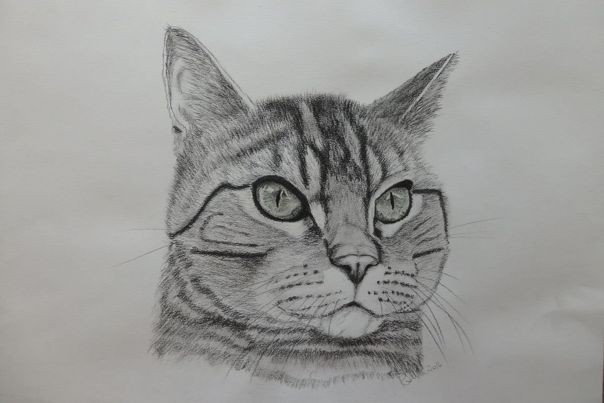 Mr Tabby by Ruth Searle