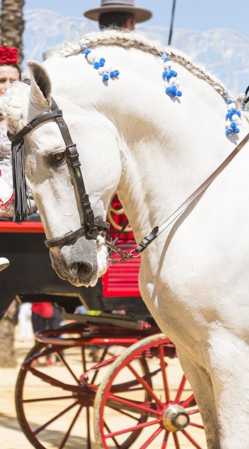 Jerez Horse festival 1. by Andrew Lever