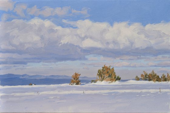 Pines on the snowy summit of Mount Mézenc