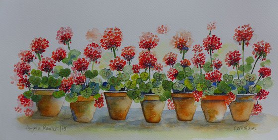 Geranium Pots