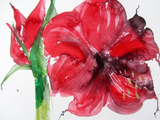 Red Amaryllis (Hippeastrum species) 5