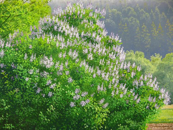 Blooming spring meadow