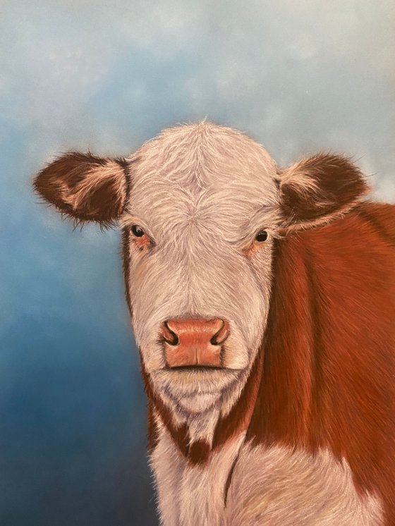 Hereford cow