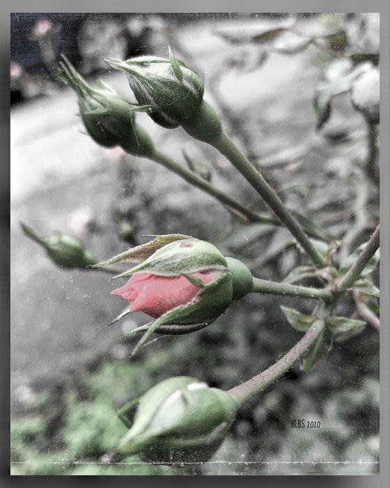 Pink Rosebud