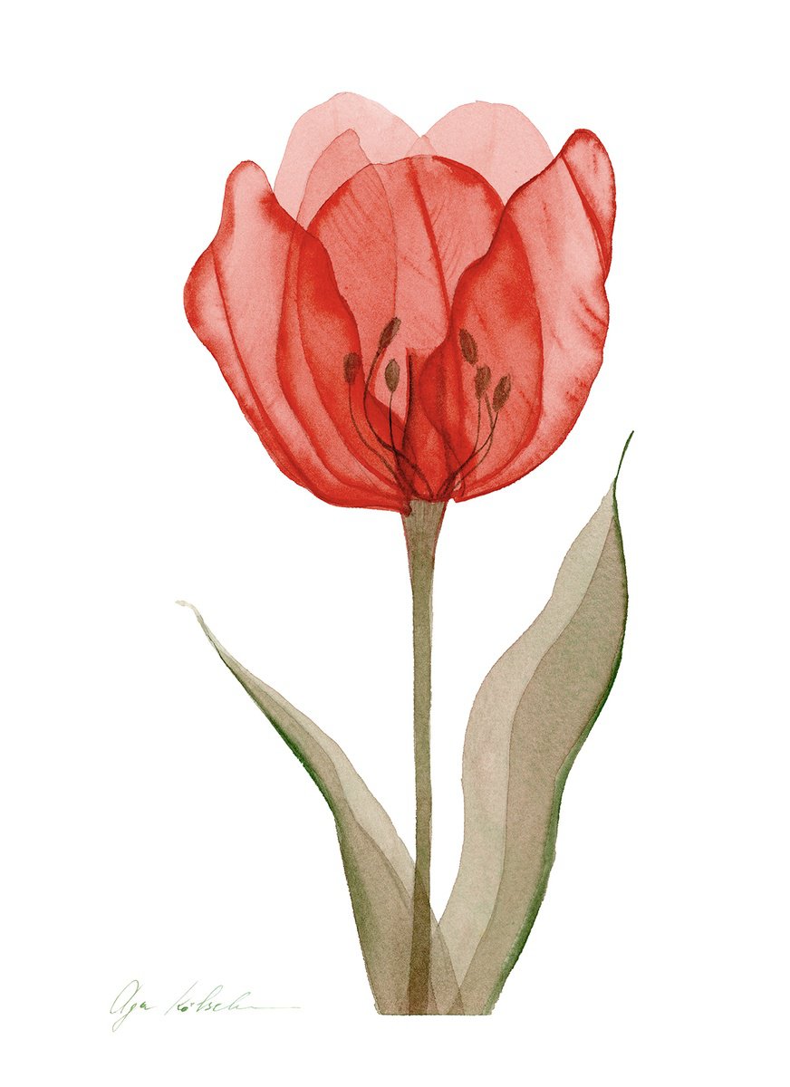 Impressionistic Botanical Watercolour By Olga Koelsch, 9 X 12", Xray Red Tulip, Original Artwork