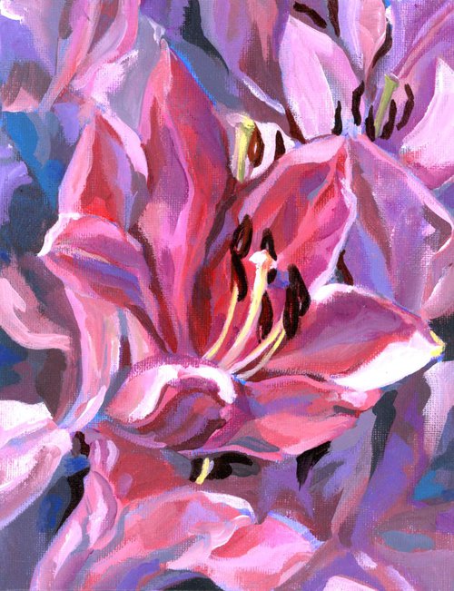 pink lily by Alfred  Ng