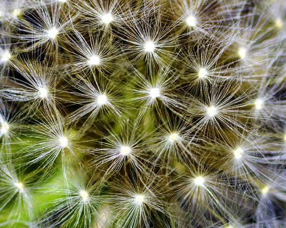 DANDELION (LIMITED EDITION 2/50) 12" X 8"