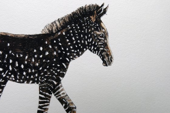 Disrupters (Spotty Zebra Foal)