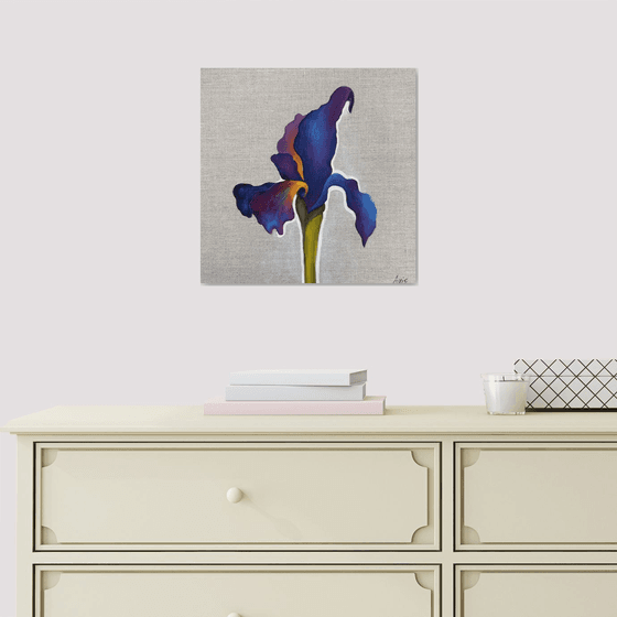 Velvet Iris