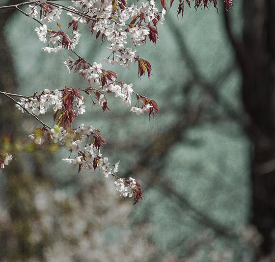 Breath of Spring - 11 x 14"