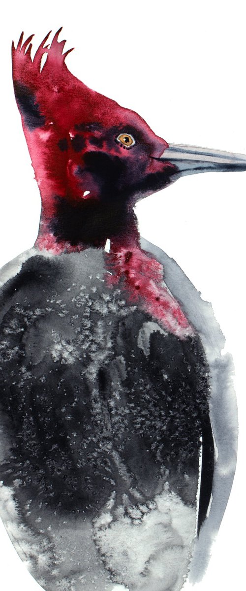 Pileated Woodpecker No. 2 by Elizabeth Becker