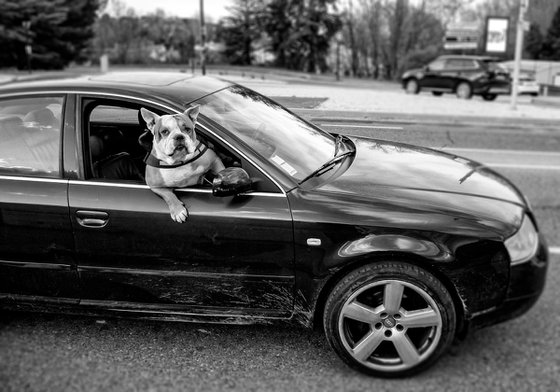 Dog Car