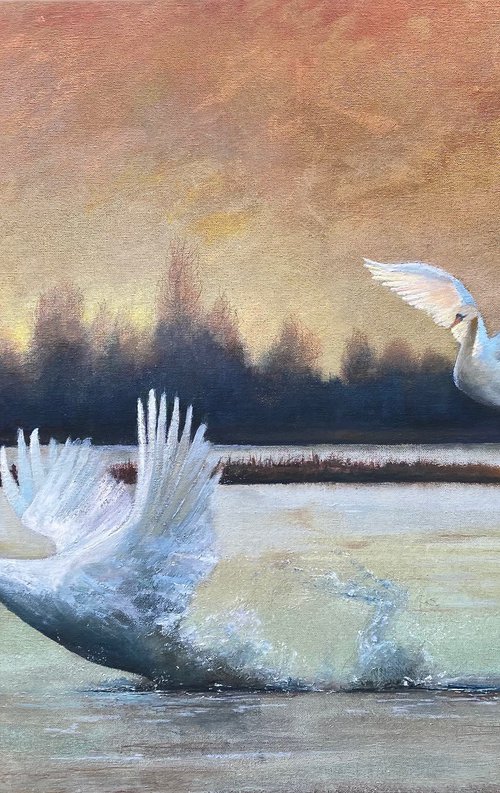 Swan Lake Dawn by Simon Jones