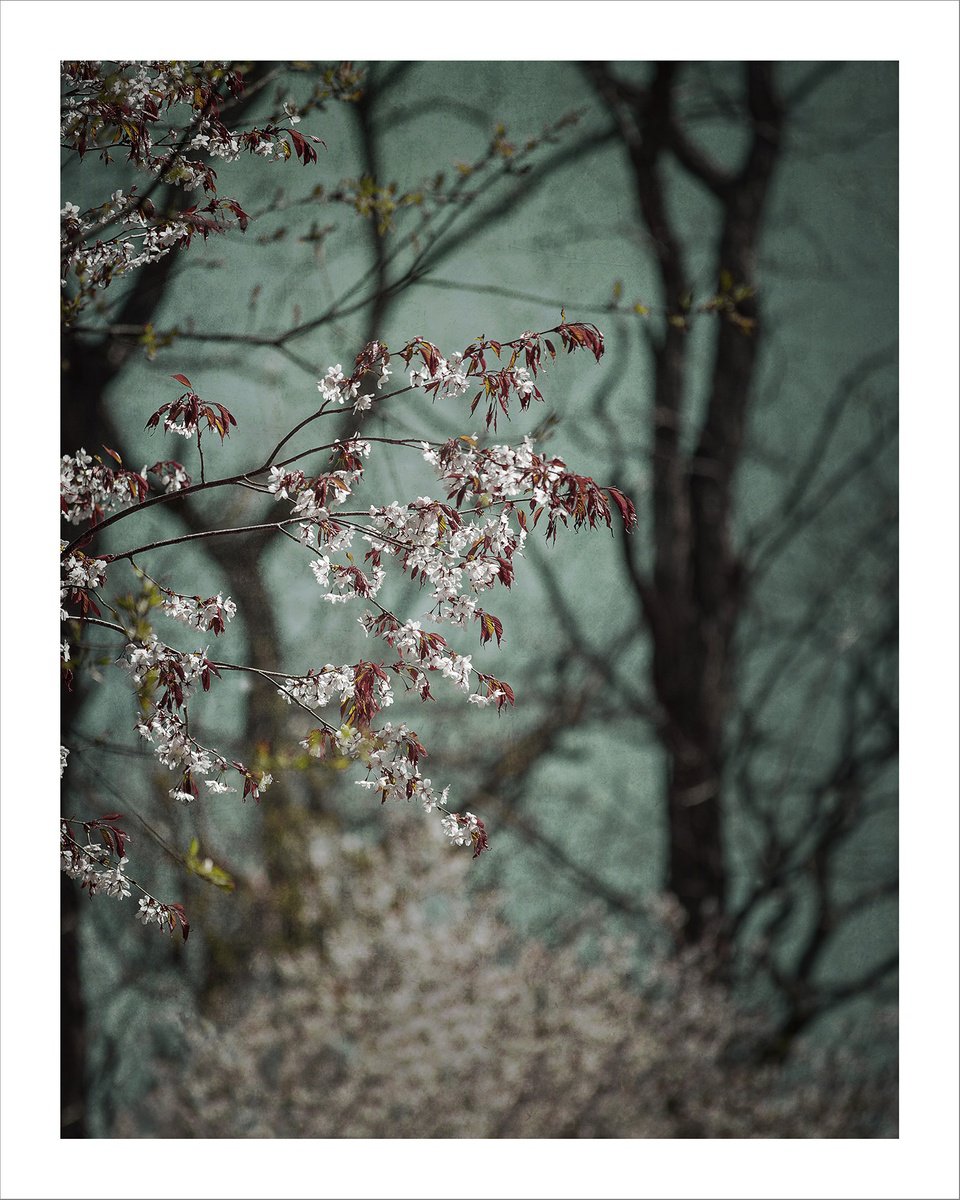 Photorealistic Botanical Photograph By Brooke T Ryan, 24 X 30, Breath Of Spring - 30 X 24, Original Artwork