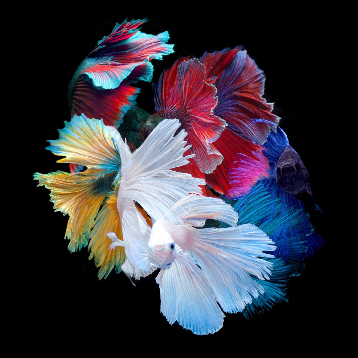 Surrealistic Photograph , The Betta Gang By Michael Filonow, 32 X 32, Artwork For Sale On Artfinder