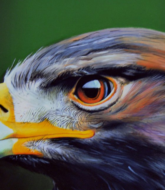 Falcon, Oil on canvas