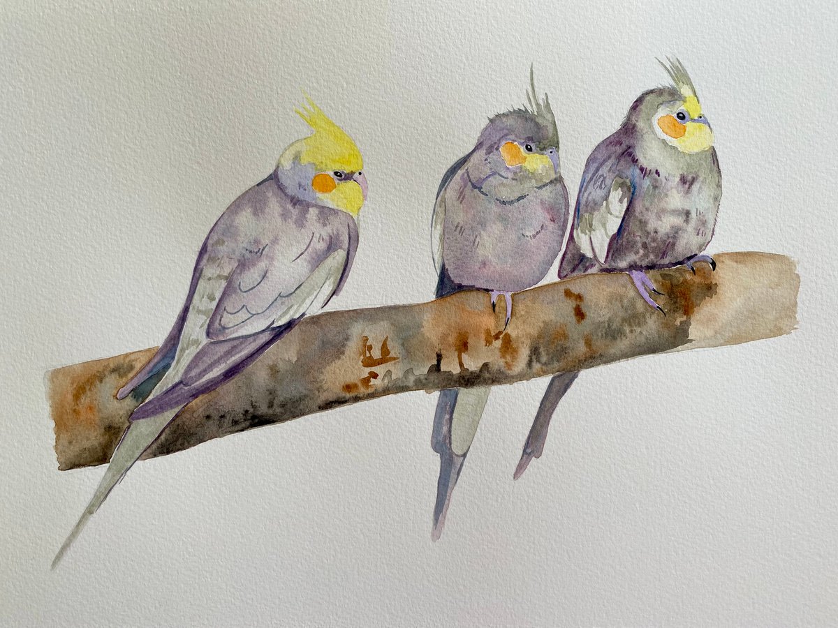 Cockatiel party by Bethany Taylor
