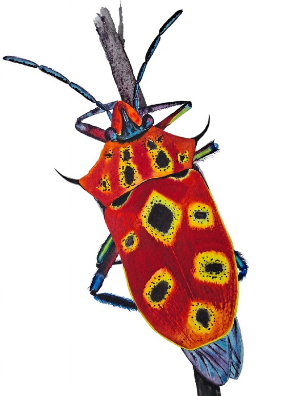 Cantao ocellatus. Beetle. Scutelleridae