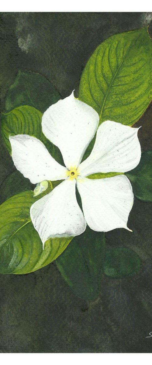 White Periwinkle Flower by Shweta  Mahajan