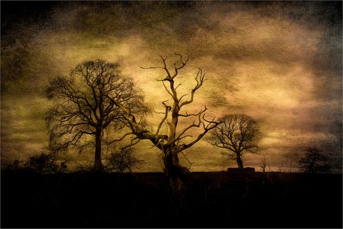 Tree Sunset by Martin  Fry