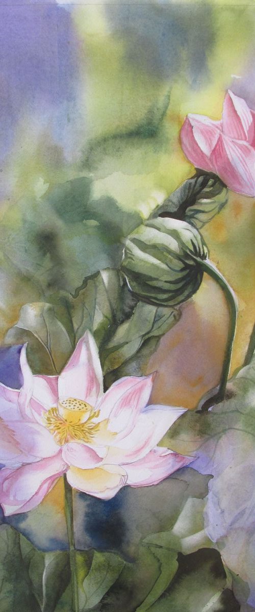 lotus watercolor by Alfred  Ng