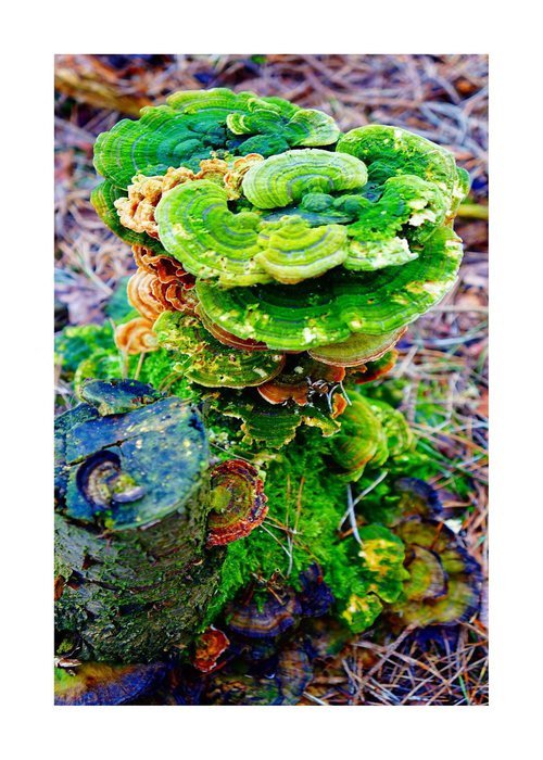 Macro Nature Photography: Pop-Color Fungi by Richard Vloemans