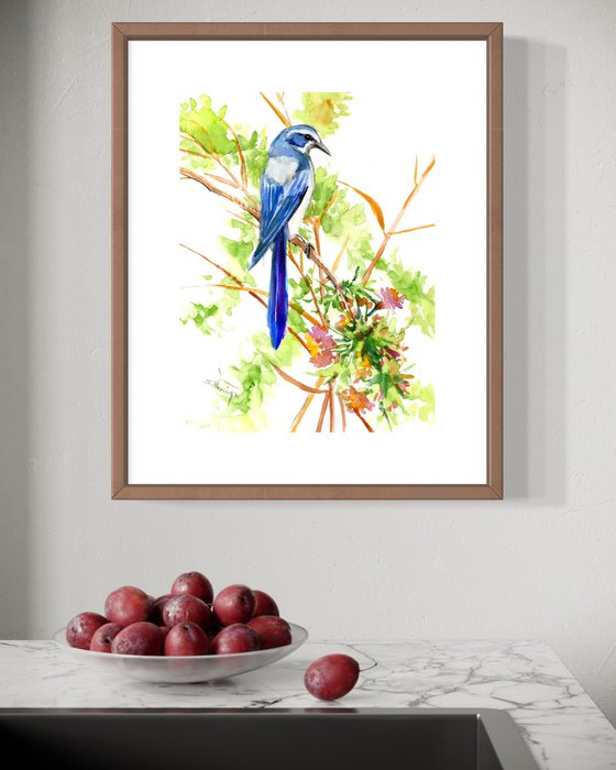 Florida Scrub Jay