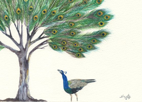 Peacock feather tree