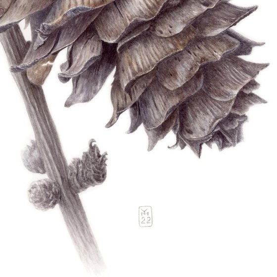 Larch Cone