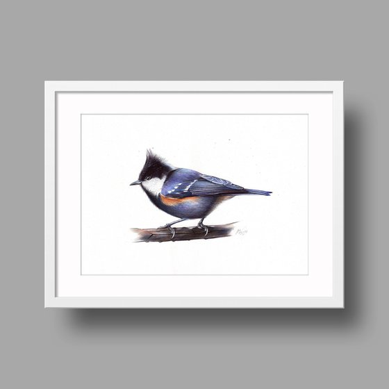 Black-crested Tit