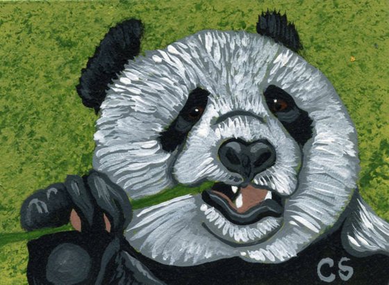 ACEO ATC Original Miniature Painting Panda Bear Wildlife Art-Carla Smale