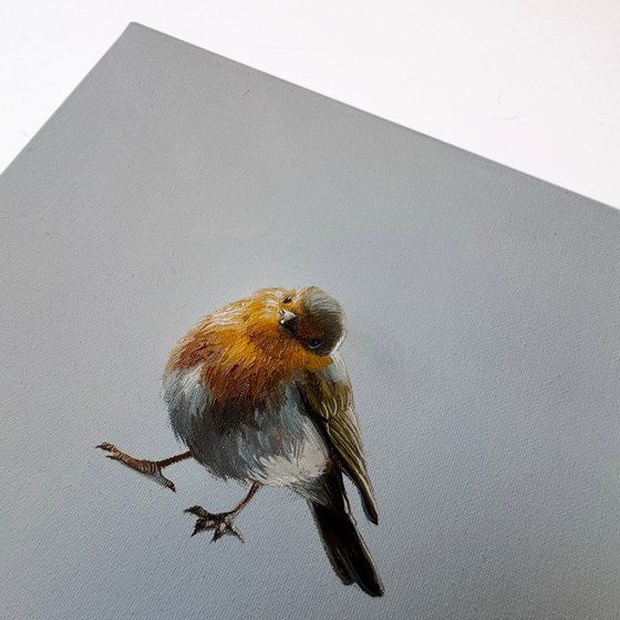 Robin bird