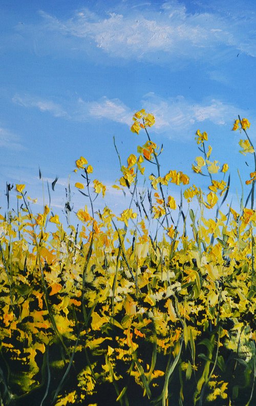 Canola Field in Ukraine by Valeriia Radziievska