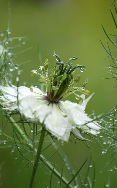 Nigella in the rain by Sonja  Čvorović