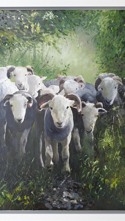 Herdwick Sheep Flock by Teresa Tanner