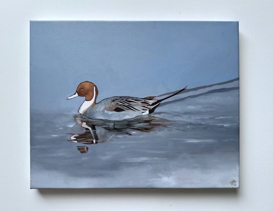 Pintail Duck