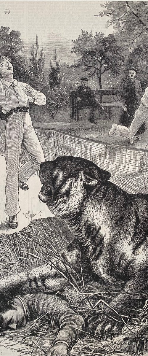Tiger at the tennis match by Tudor Evans