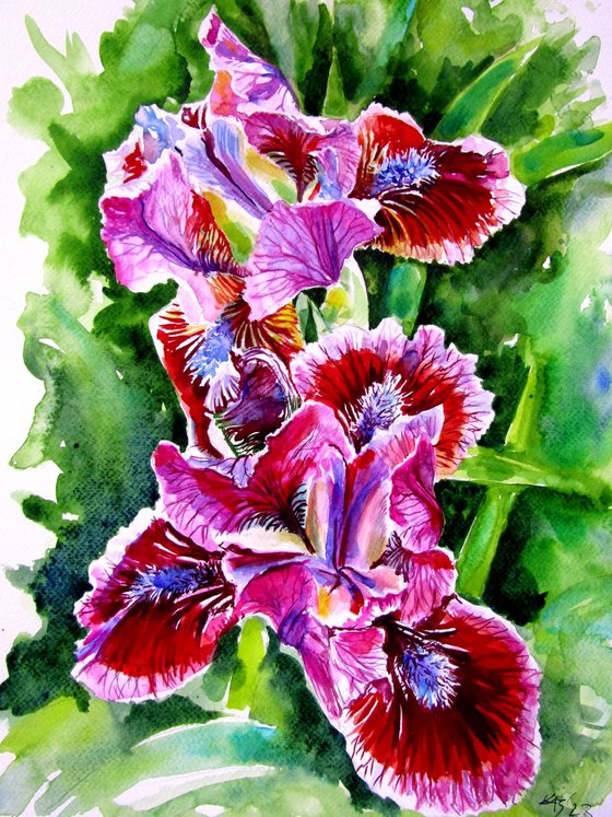 Iris II