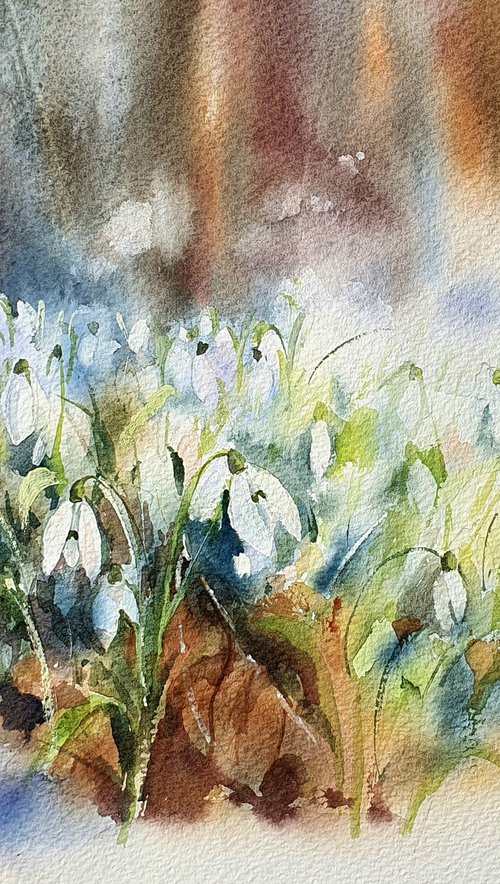 Radiant snowdrops glow by Natasha Sokolnikova