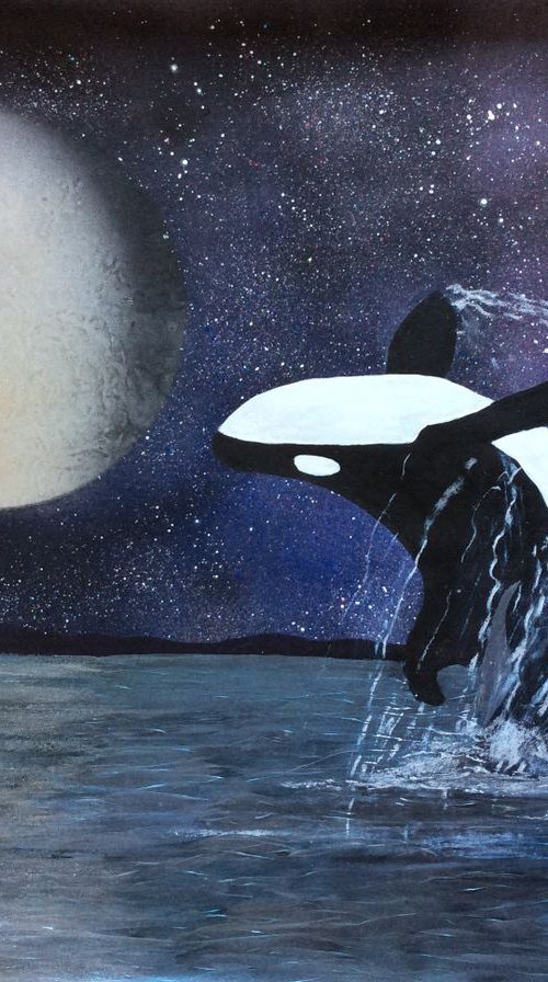 Killer Whale breach by Ruth Searle