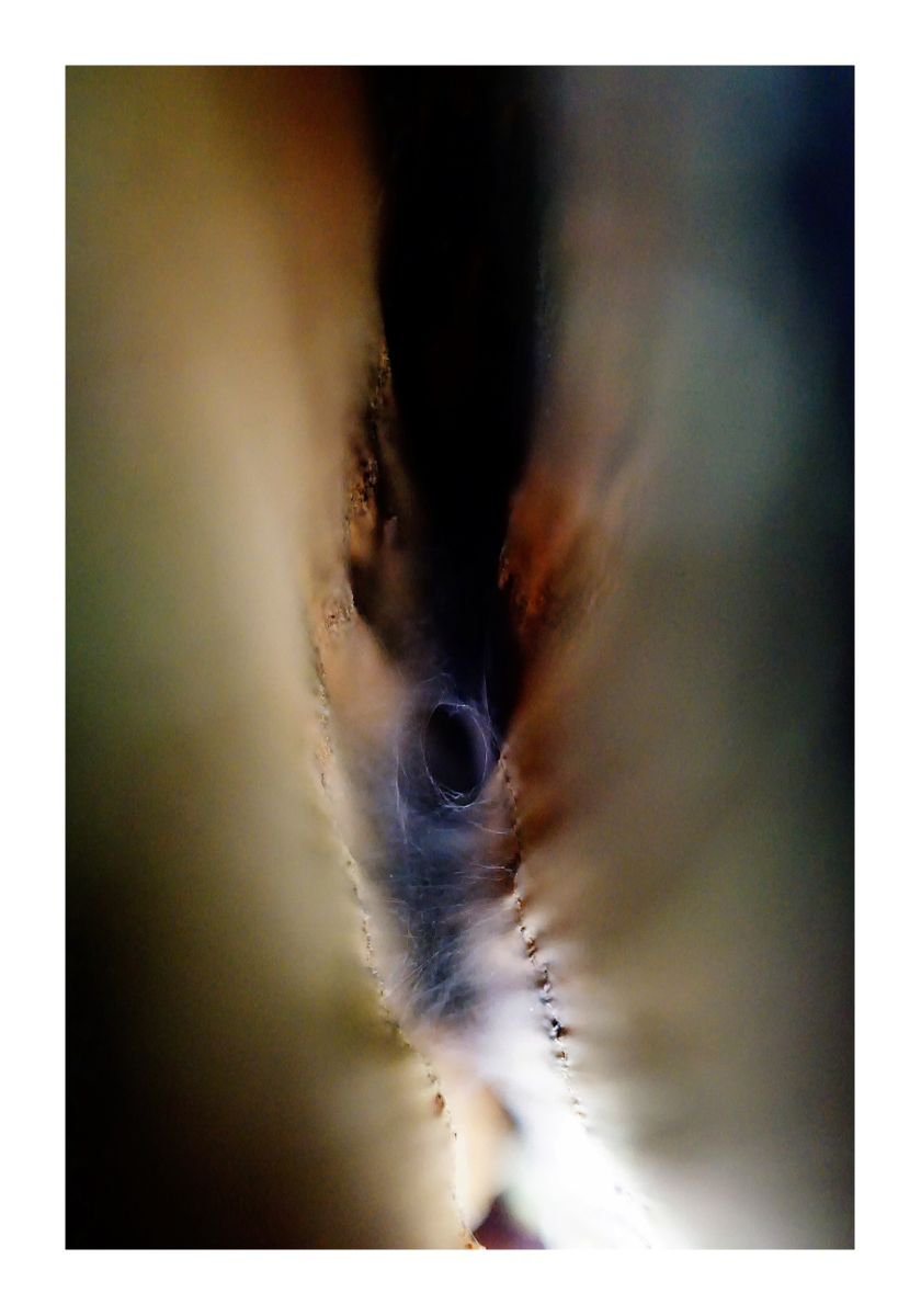 Abstract Nature Photography 52 (LIMITED EDITION OF 15) by Richard Vloemans