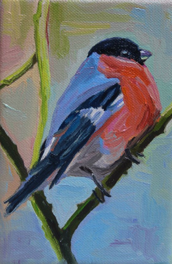 Bullfinch #1