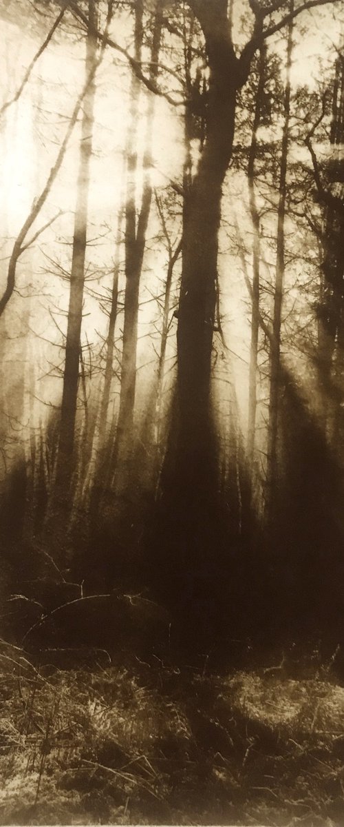 The Waking Woods by Tricia Newell