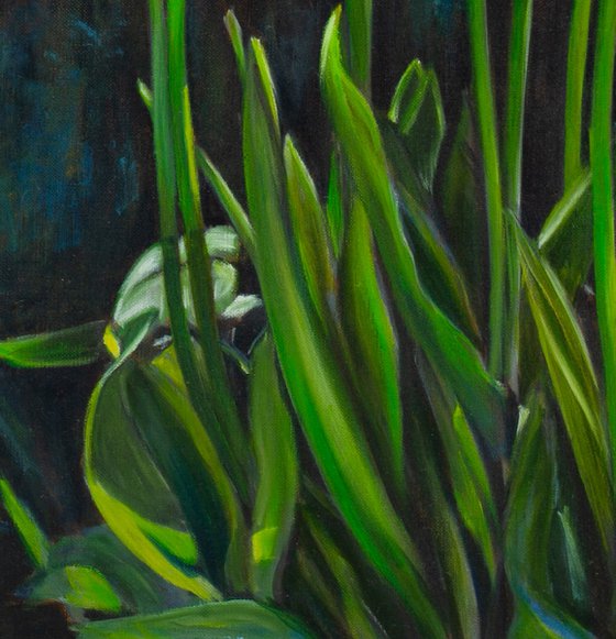 Tulips In The Sunlight