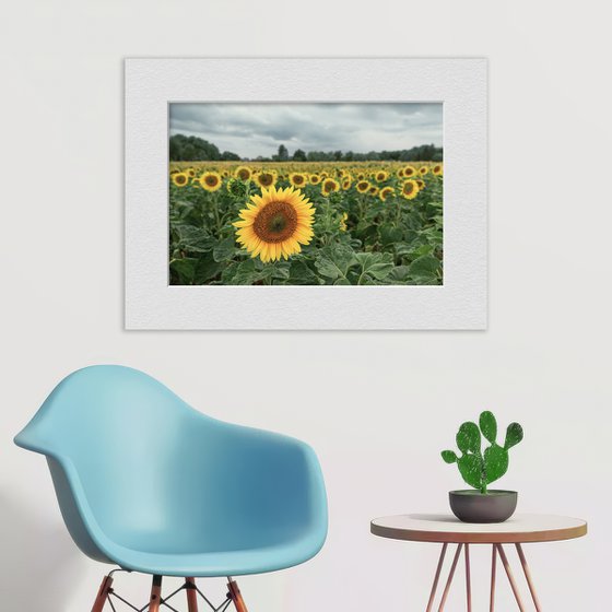 Sunflowers are blooming again