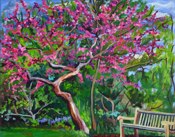 Redbud & Bench