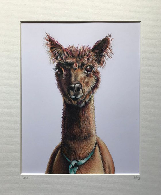 ‘Alfie’ (alpaca)