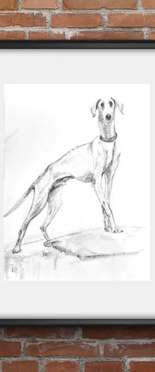 The Mudhol hound - Pet Dog Pencil sketch by Asha Shenoy